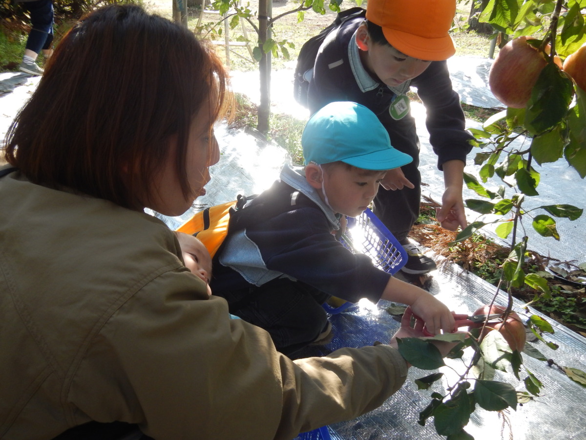 リンゴを収穫している様子の写真