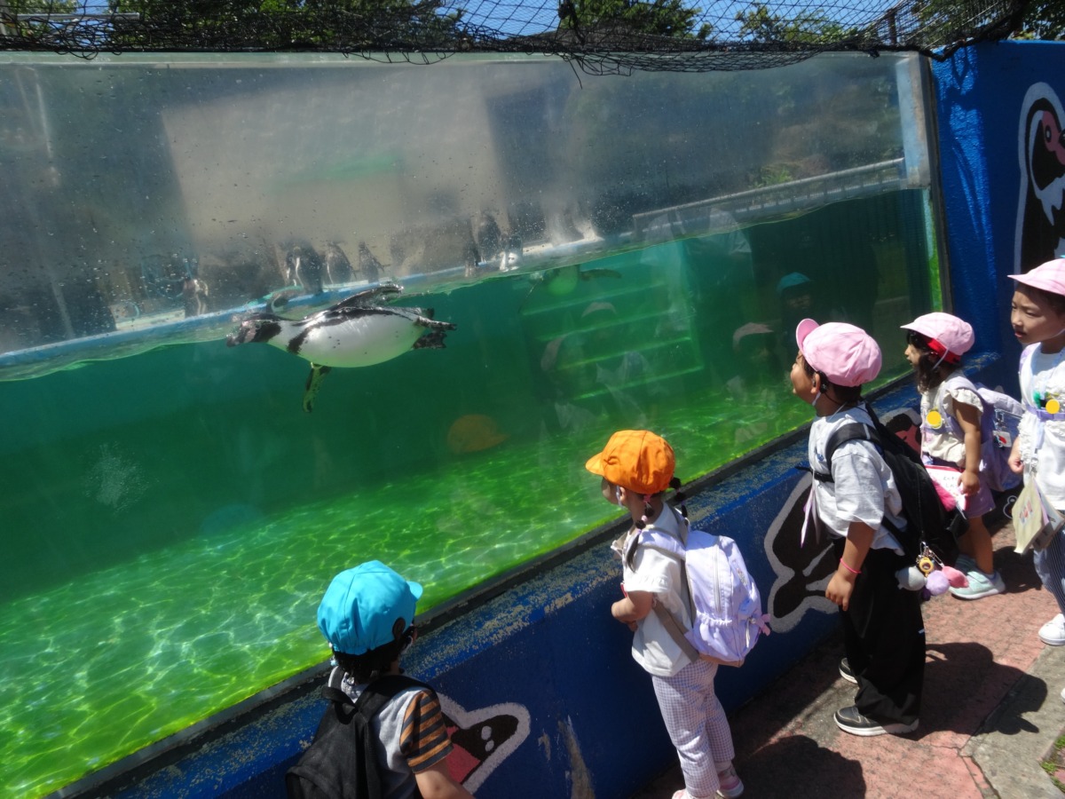 ペンギンを見ている幼児の写真