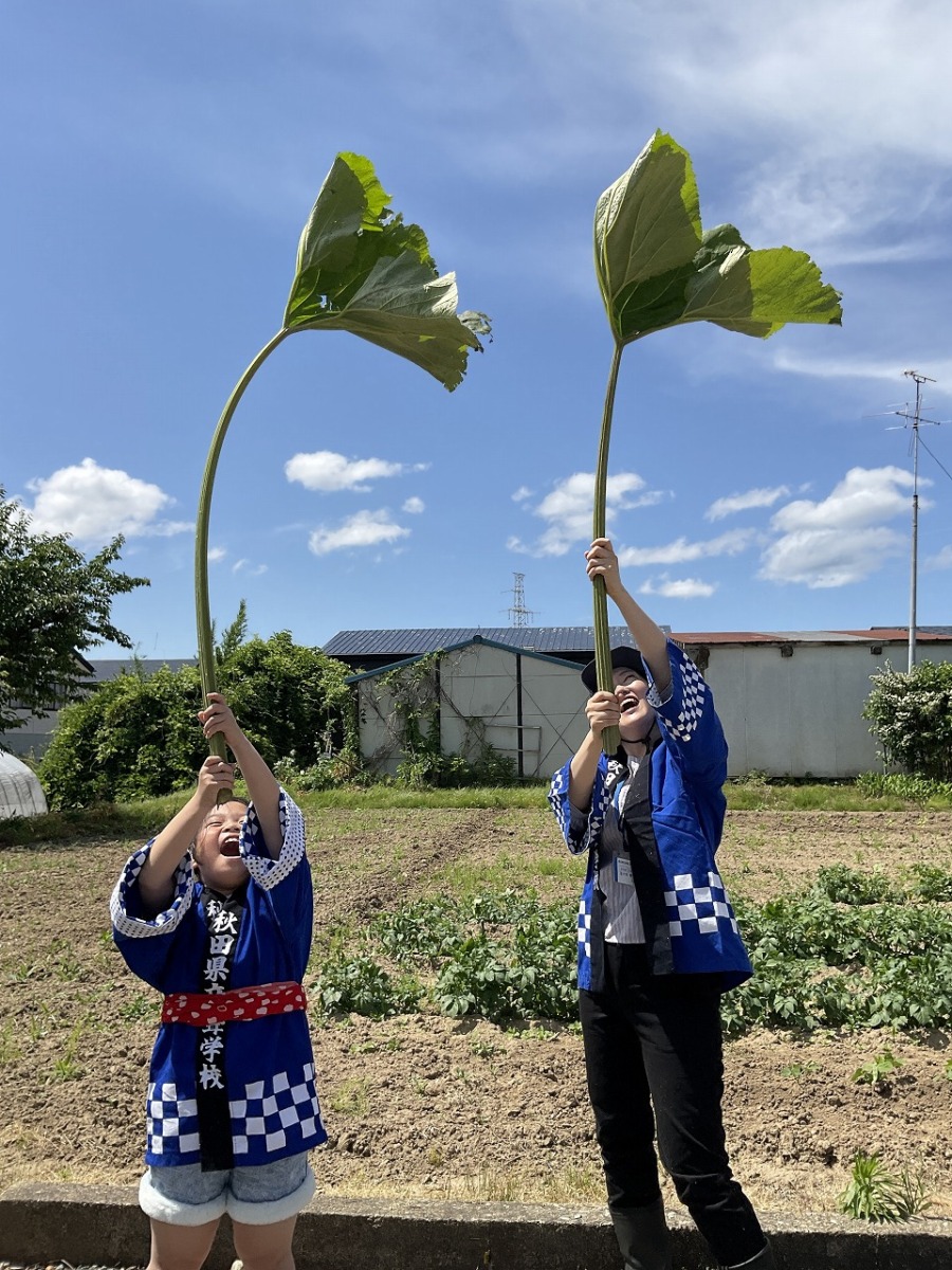 大きな秋田ふきを竿燈のように上にもちあげている写真です