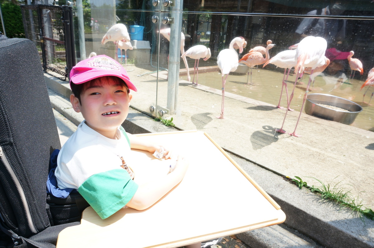 【写真】フラミンゴを見る児童