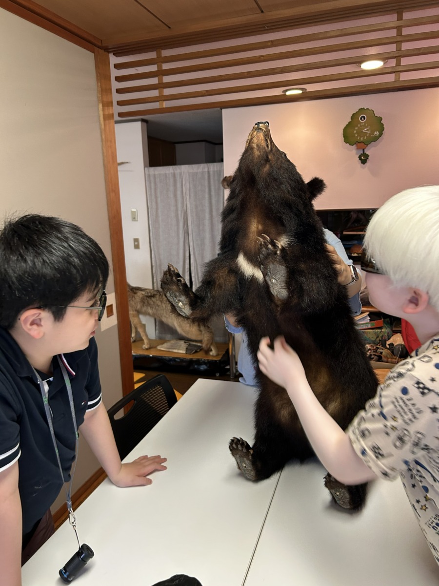 テーブル上の体長70センチほどの小熊のはく製を職員の方に支えていただきながら、おなかの毛並みを確認している様子