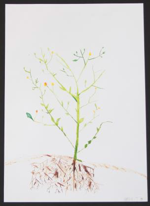 絵画「色の三原色 草花演習」