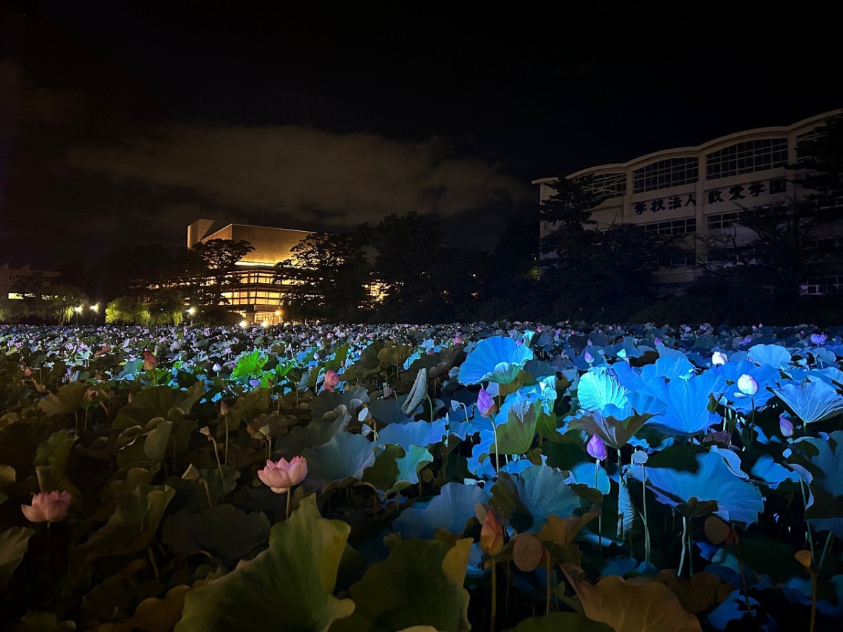 最優秀賞「水面に光る蓮たちよ」