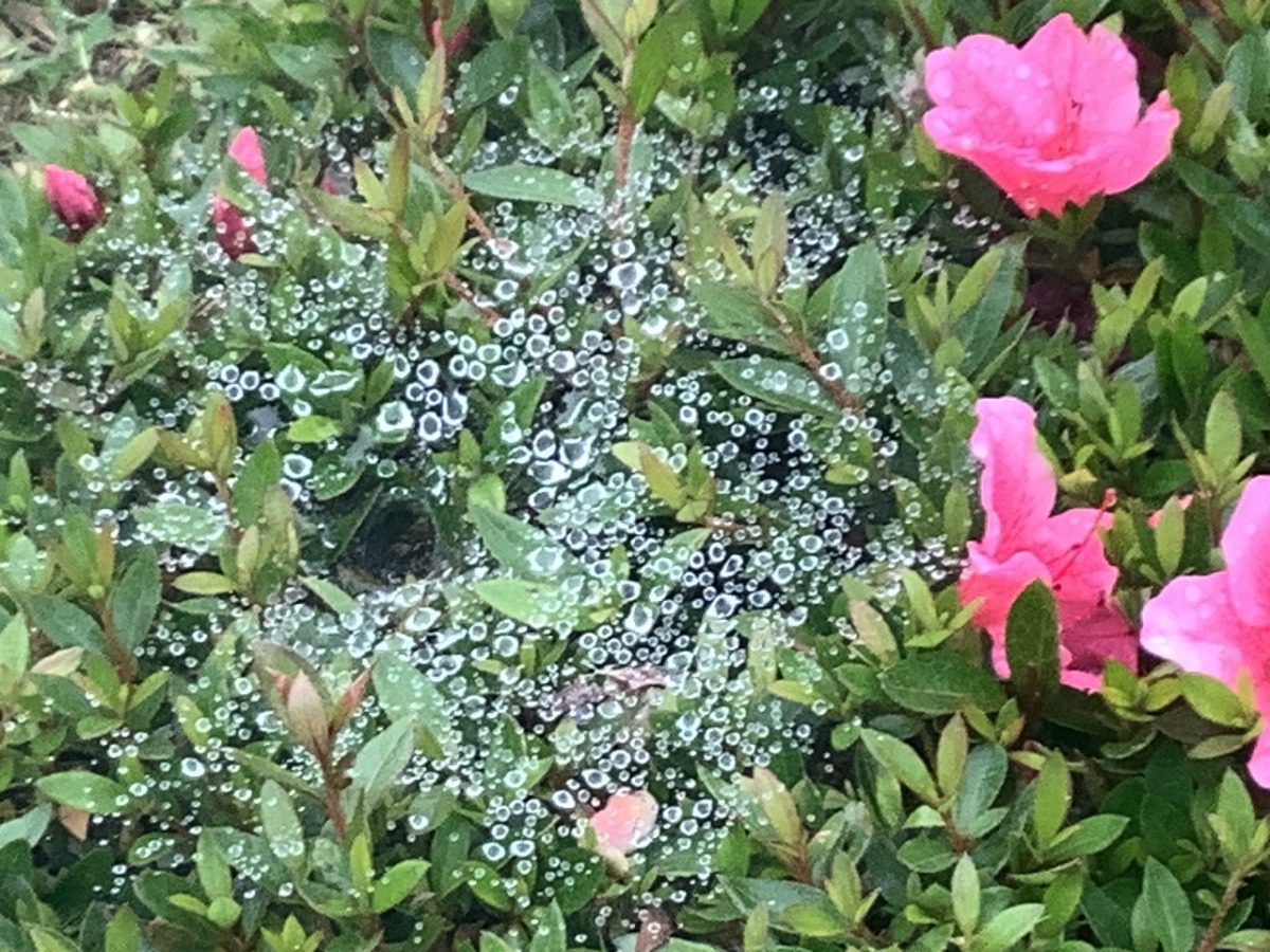 佳作「キラキラ光る蜘蛛の巣」